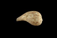 藏品(花球枇杷螺)的圖片